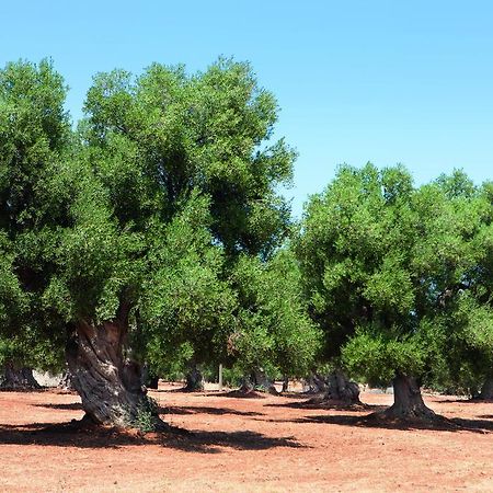 Bed Biancaneve Centro Storico Ostuni Δωμάτιο φωτογραφία