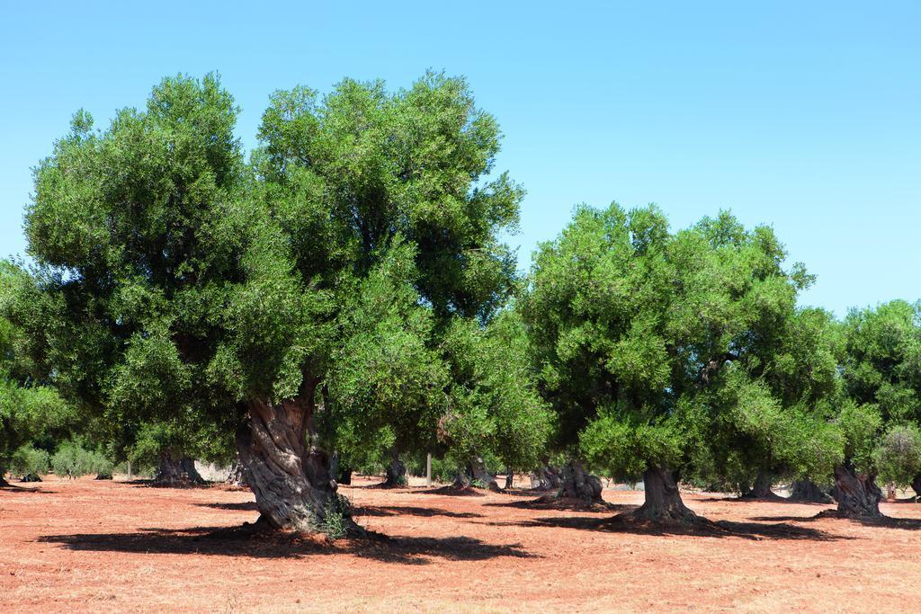 Bed Biancaneve Centro Storico Ostuni Δωμάτιο φωτογραφία